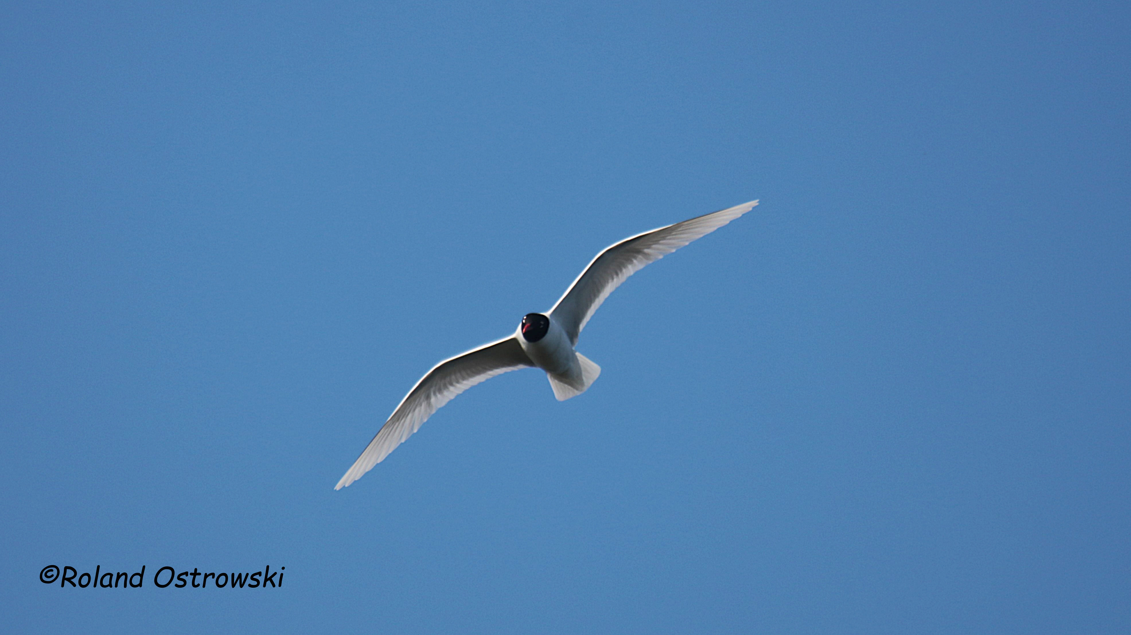 Hier finden Sie Bilder und Informationen zur Schwarzkopfmöwe